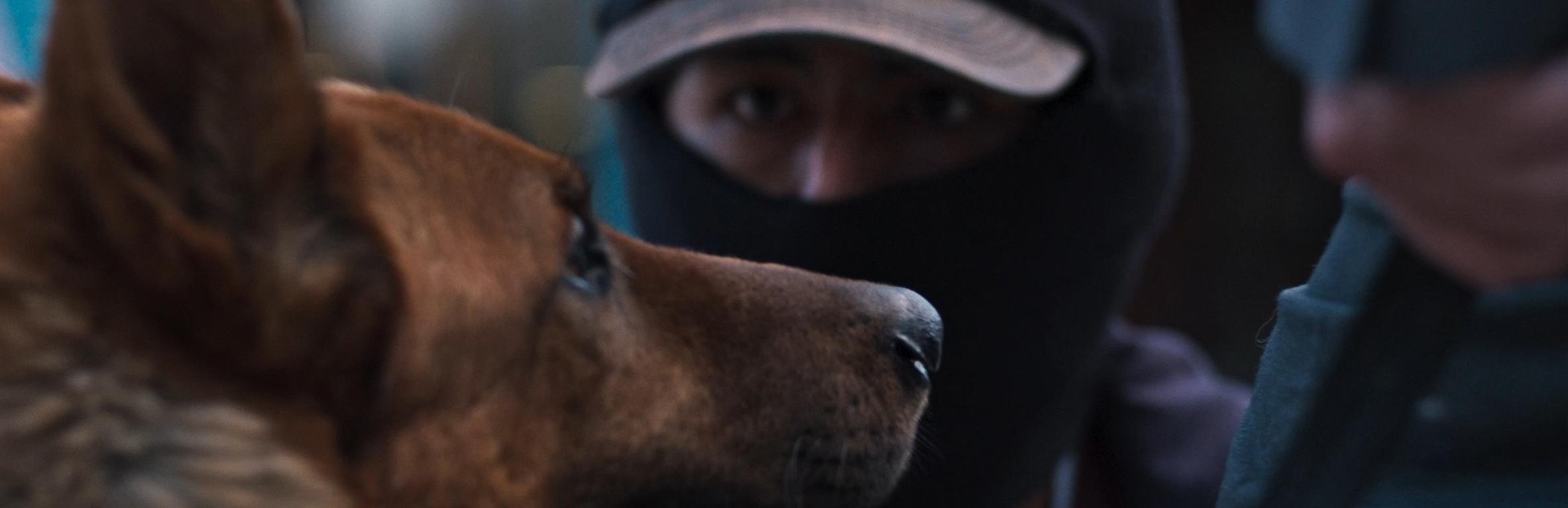 El ladrón de perros
