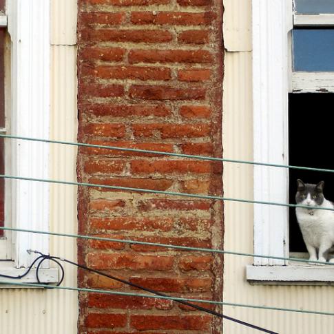 Observando