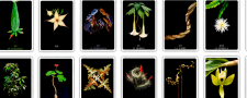 Tarot del jardín en cuarentena