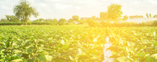 La transformación de los sistemas agroalimentarios: una visión desde las Américas
