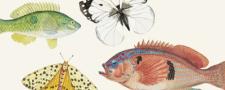 De peces y mariposas