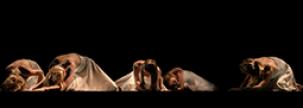 El teatro independiente. Una mirada desde las salas de Argentina, México, Chile, y España