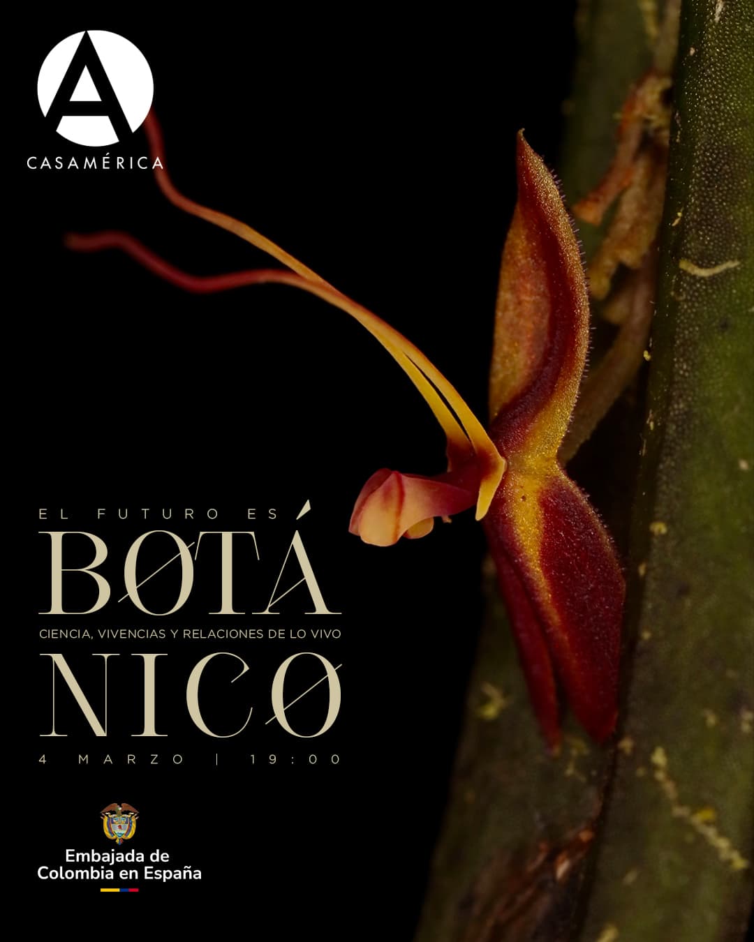 🌿 '𝐄𝐥 𝐟𝐮𝐭𝐮𝐫𝐨 𝐞𝐬 𝐛𝐨𝐭𝐚́𝐧𝐢𝐜𝐨: 𝐜𝐢𝐞𝐧𝐜𝐢𝐚, 𝐯𝐢𝐯𝐞𝐧𝐜𝐢𝐚𝐬 𝐲 𝐫𝐞𝐥𝐚𝐜𝐢𝐨𝐧𝐞𝐬 𝐝𝐞 𝐥𝐨 𝐯𝐢𝐯𝐨'

En el marco de la feria ARCO Madrid 2026, nos unimos a la reflexión sobre nuestra relación con la naturaleza. Esta mesa redonda profundiza en la exposición homónima de la Embajada de Colombia, explorando cómo la ciencia y la cultura se entrelazan para repensar el cuidado de lo vivo.

¿Somos parte de la naturaleza? Un diálogo necesario sobre conservación, ética y estética para imaginar futuros posibles en un mundo interconectado.

👥 Con Oscar Alejandro Pérez-Escobar, Carmen Posada Monroy y María Wills.
🤝 Con @embajadacolesp y @feriaarco.

📅 Miércoles 4 de marzo.
⌚ 19:00.
📍 Salón Bolívar.
🎟️ Entrada libre hasta completar aforo.

🔗 Más información en nuestra web, enlace en la biografía.

#ARCO2026 #Botánica #ArteYCiencia #ColombiaEnEspaña #Sostenibilidad #Cultura #CasaDeAmérica