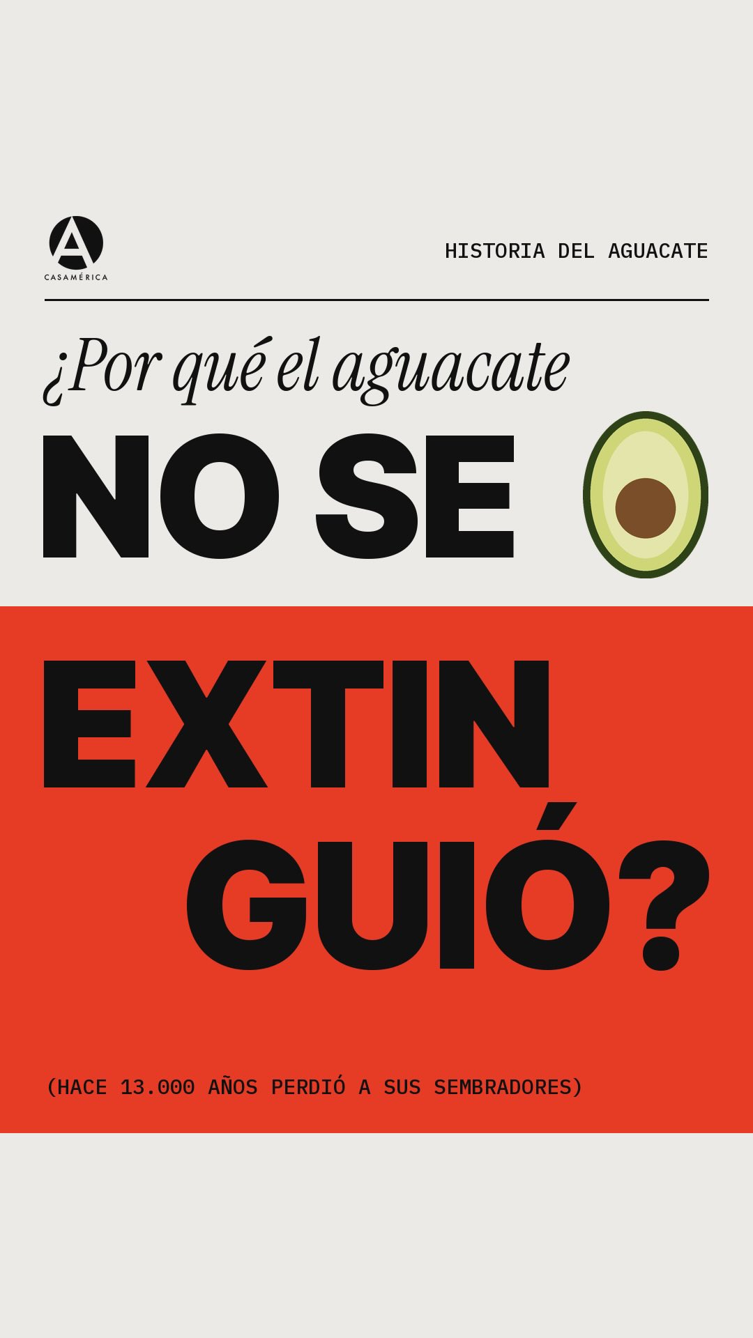 Durante miles de años, el aguacate dependió de animales que ya no existen. Perezosos gigantes, mastodontes y gonfoterios se lo tragaban entero y dejaban caer su enorme semilla lejos del árbol. Cuando esa megafauna desapareció, hace unos 13.000 años, la fruta se quedó sin nadie que la sembrara.

La salvamos nosotros. Las semillas halladas en la cueva de Coxcatlán, en Puebla, prueban que en México ya se consumía hace unos 10.000 años. Los mexicas lo llamaron ahuácatl y los españoles lo convirtieron en aguacate. Siglos después, en 1926, un cartero de California llamado Rudolph Hass plantó la semilla de la variedad que hoy llena la mayoría de los supermercados del mundo. Es la historia de una fruta que esquivó la extinción porque alguien decidió seguir plantándola.

Fuentes: Universidad Veracruzana, Smithsonian Magazine, SIAP (México).
www.casamerica.es

#Aguacate #Historia #México #CasaDeAmérica #Shorts