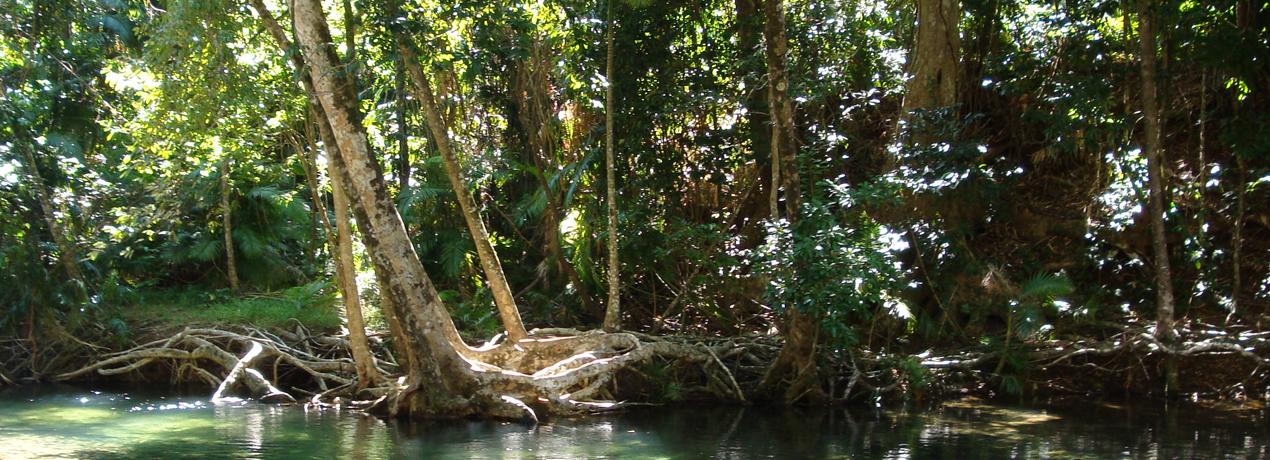 Año internacional de los bosques