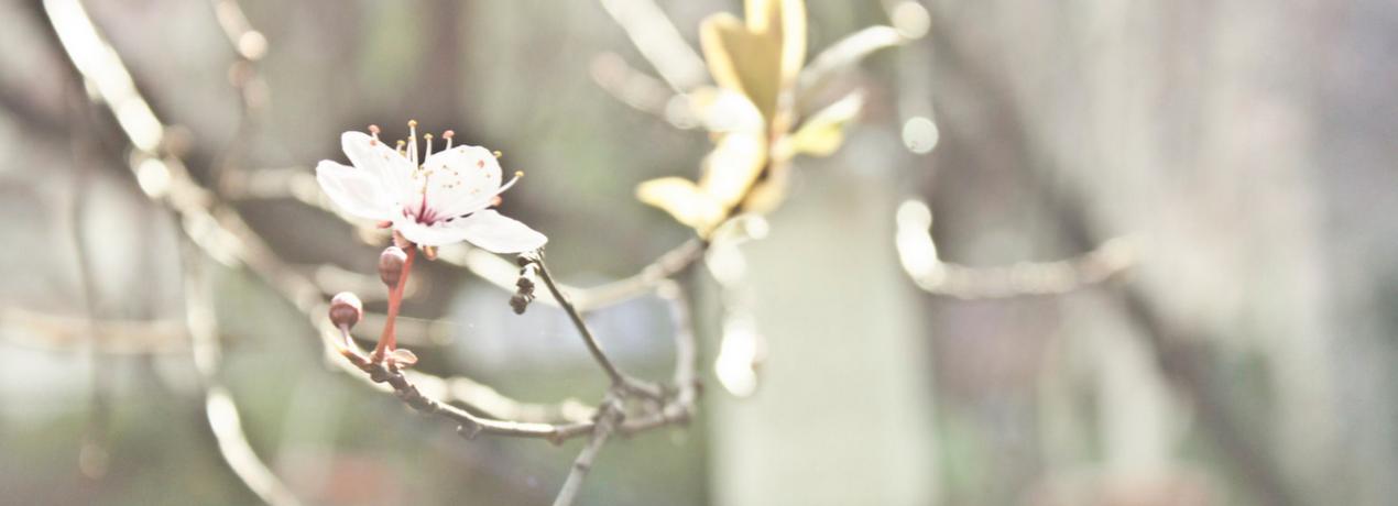 Cerezo en flor en la Casa de América de Madrid