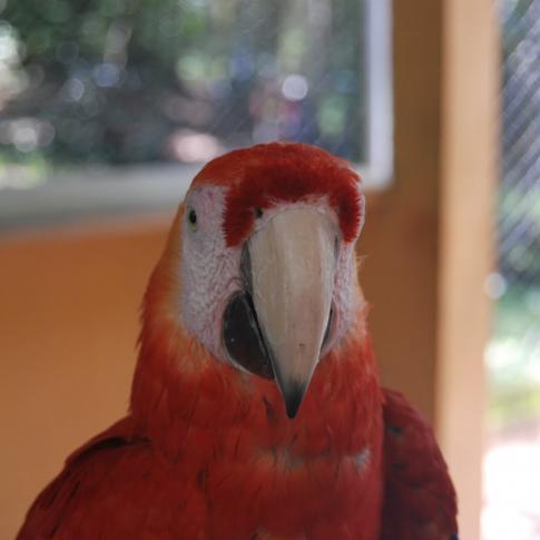 Copán