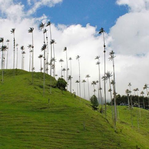 Árboles de palma de cera