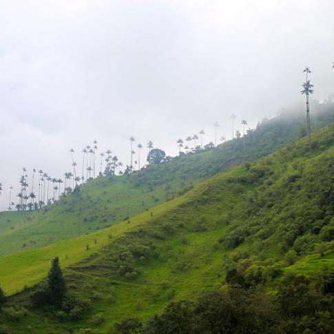 Bosques de niebla