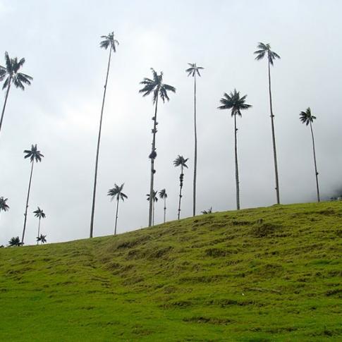Valle de Cocora