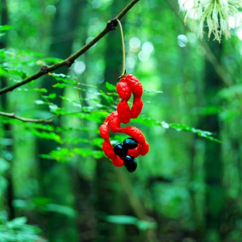 Selva Negra