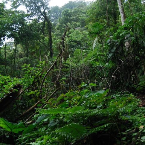 Selva Negra