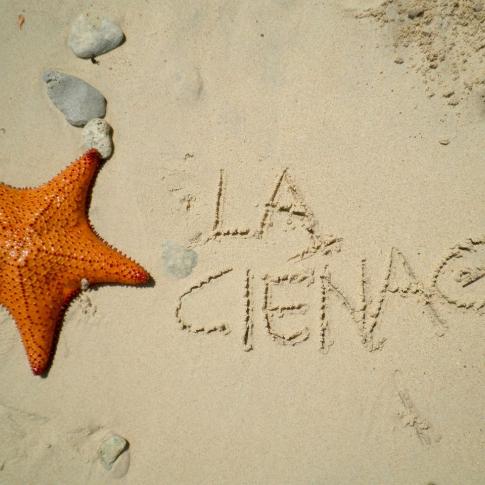 Estrella de mar