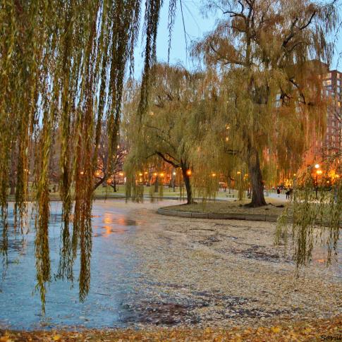 Boston Common y el Public Garden, Boston, MA. Estados Unidos.