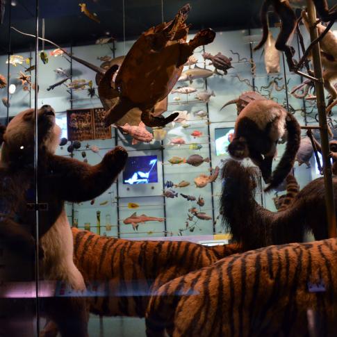 Museo Americano de Historia Nacional