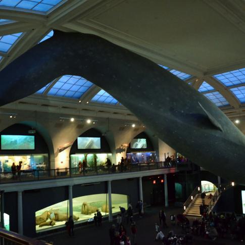 Museo Americano de Historia Nacional