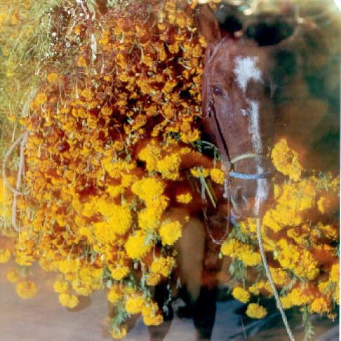 Mula cargada con flores.