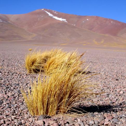 Algo de vegetación