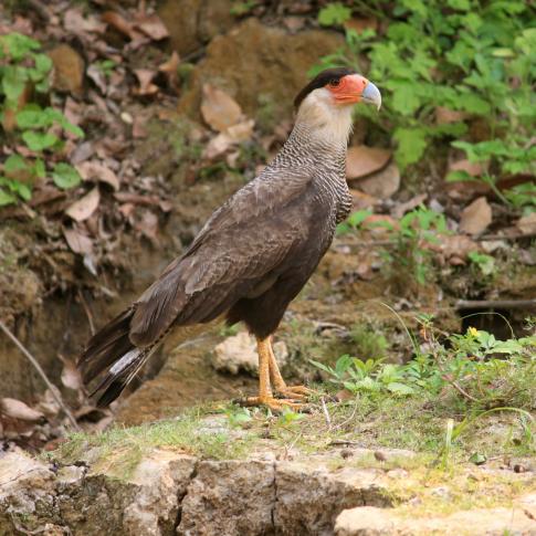 Aves Serere