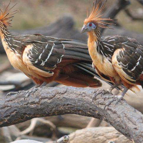 Águila en reposo