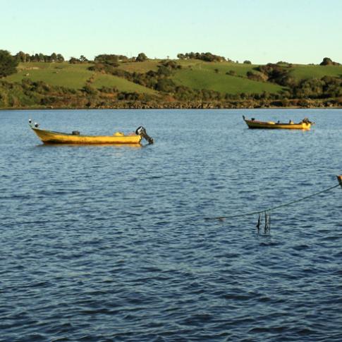 Botes