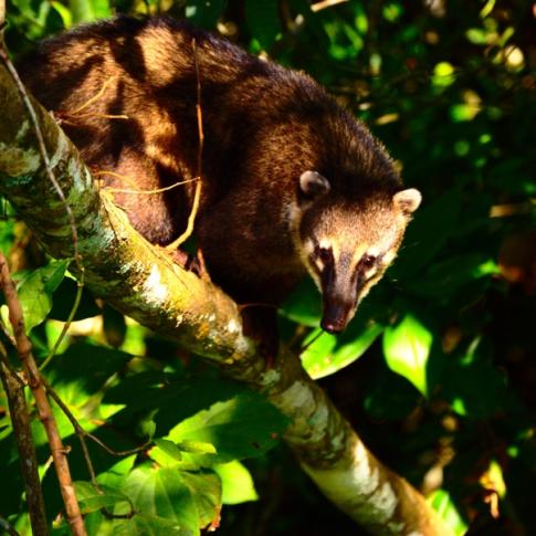 Coatí