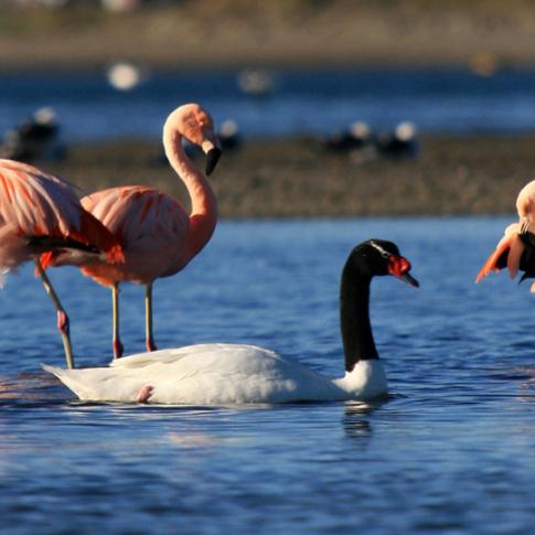 Flamencos y cisne