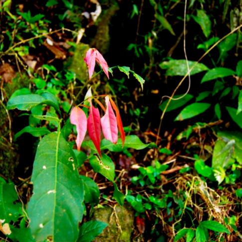 Selva