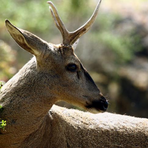 Huemul