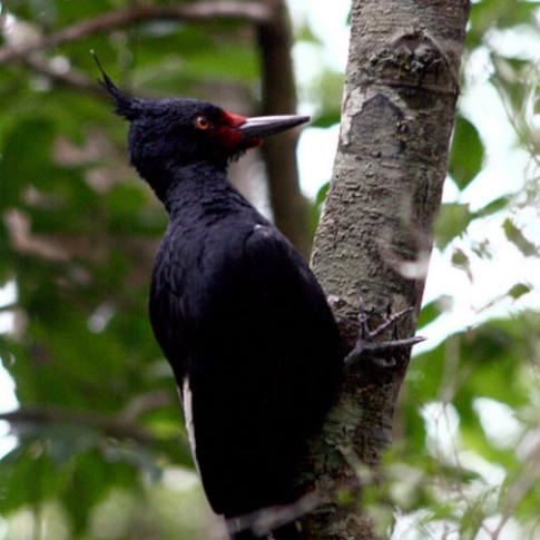 Pájaro carpintero