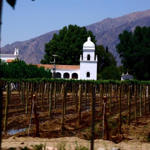 Viñedos en Cafayate