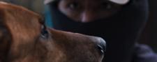 El ladrón de perros