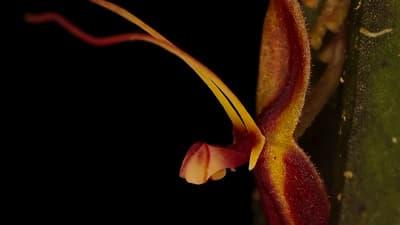 El futuro es botánico